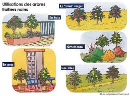 Planter Un Arbre Fruitier Nain Arbre Fruitier Nain Planter Des Arbres Fruitiers Arbre Fruitier