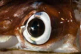 Maybe you would like to learn more about one of these? Amazing Eyes 17 Vision Champions Natural History Museum