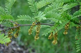 Honey locust tree services, lovettsville, virginia. Tree Of The Month Honey Locust Casey Trees