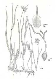 Image result for Fuirena pubescens