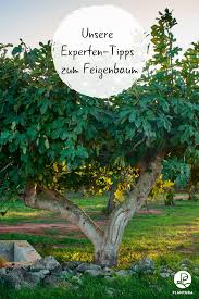 Als botanischer garten sind die merian gärten ein ort des wissens. Feigenbaum Alles Was Man Zur Feige Im Garten Wissen Muss Feigenbaum Pflanzen Feigenbaum Feigen