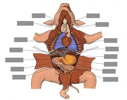 Fetal Pig Anatomy
