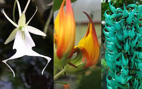 Top 10 unique flowers in the world. World S Top 10 Most Rarest Flower You Never Seen Before