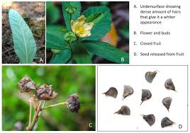 Image result for Sida serratifolia