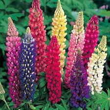 Pin On Succulent Seeds