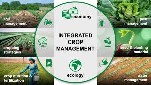 Assessing the use of cover crops for sustainable pest control in california vineyards (funded by western sare) prepared by nic irvin, biological control rese. Integrated Crop Management Cabi Org