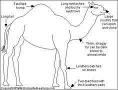 Dromedary camels, which have one hump camels' humps consist of stored fat, which they can metabolize when food and water is scarce. Camelus