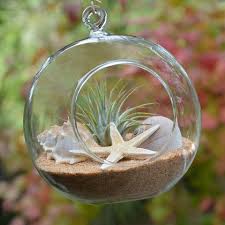 Mini Beach Air Plant Terrarium Kit Air Plant Decor Air Plant Terrarium Plant Decor Terrariums Kits