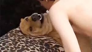 Tìm kiếm :chó địt người, nguoi du cho, chó chơi cô chủ, chó chơi người, cho dit co chu. Phim Sex Thu Full Clip Chá»‹ch Cho Heo Ga Ngá»±a Táº¡i Ephimsex