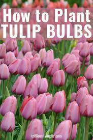 Easy To Grow Fall Bulbs For A Beautiful Spring Garden Trillium Living Planting Tulips Planting Tulip Bulbs When To Plant Tulips