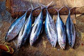 Ikan sepat juga sebagai ikan hias khususnya yang warnanya cantik. Baik Untuk Kesehatan Ini Dia 10 Jenis Ikan Laut Yang Bisa Dimakan Semua Halaman Bobo