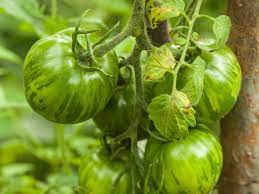 These are the star of the show, so make sure you buy firm, unripe, completely green tomatoes (not tomatillos or heirloom tomatoes.) any red on the tomato indicates they have started to ripen and could not only stand in the way of a crispy crust, but also not hold up to deep drying. Why You Should Eat More Green Tomatoes Kitchn