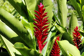 Image result for Zingiberaceae