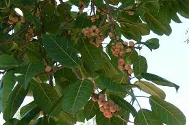 Image result for Ficus virens