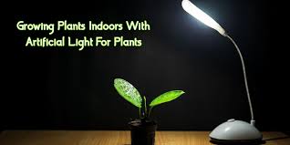 How far we can go in this direction, depends on how much money we can afford to invest. Growing Herbs Indoors Without Sunlight For Plants