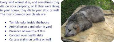 How To Remove Dead Animal Smell In House Car Or Outside Dead Mouse Smell Smell Remover Getting Rid Of Skunks