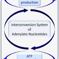 Elemental Biochemical Processes Involved In The Energy Status Of Cells Download Scientific Diagram
