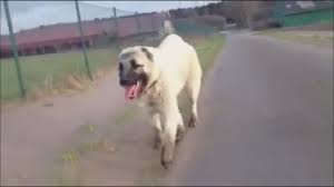 Bu Kangal Super Dokturuyor Izlesene Com
