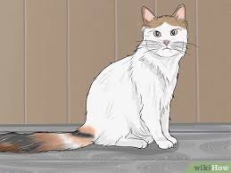 What is a turkish cat? 3 Ways To Identify A Turkish Van Wikihow