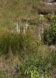 Image result for Chlorophytum colubrinum