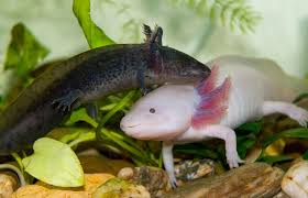 Facebook is showing information to help you better understand the purpose of a page. Axolotl San Diego Zoo Animals Plants