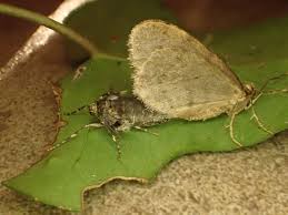 Image result for Operophtera brumata