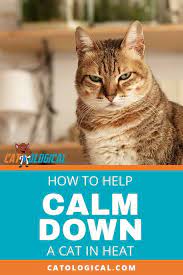 Pin On Cats
