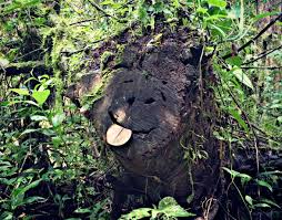 Check spelling or type a new query. Visiting The Monteverde Cloud Forest Reserve