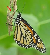 Check spelling or type a new query. New Citizen Science Project Explores Little Known Behavior In Monarch Butterflies