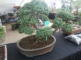 Horticulture Expo At People S Plaza Get Variety Plants Under One Roof