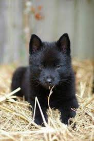 His Little Wolf Schipperke Puppies Baby Wolves Animals