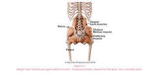 The gluteus maximus is the muscle that allows humans to walk upright. Upper Buttock Pain Sacro Illiac Joint Area Pain