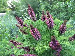 Image result for Indigofera monanthoides