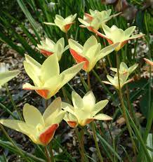 We have lots of southern customers who are comfortable with planting every year, but it is really a budget decision. Tulip Or Not Tulip Growing Tulips Successfully In The Southeast Finegardening