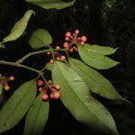 Image result for Symphonia globulifera