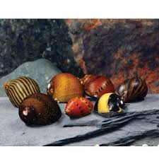 Mixed Nerite Snail Tatli Su Akvaryum