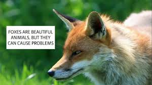 How To Get Rid Of Foxes How To Deter Foxes Uk Catch It Ltd Pet Fox Animals Fox Images