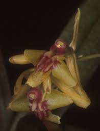 Image result for Orthochilus mechowii