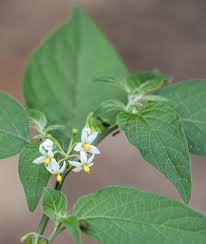 Image result for Solanum scabrum