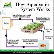 9 Aquaponic System In India Ideas Aquaponics Hydroponics System