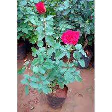 Elastic shirred back featured on this style. Buy Smy Herbal Garden Live Red Rose Plant For Home Garden Online 259 From Shopclues