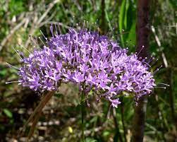 Maybe you would like to learn more about one of these? Gardening 101 Blue Throatwort Gardenista
