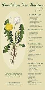 Dandelion Tea Recipes Dandelion Tea Recipe Dandelion Tea Dandelion Root Tea
