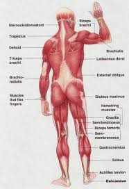 Almost every muscle constitutes one part of a pair of identical bilateral. Human Back Muscle Diagram Koibana Info Muscle Anatomy Muscle Diagram Muscle