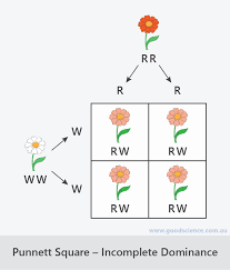 In this video, i review how to set a punnett square for incomplete dominance and codominant punnett squares.when setting up these punnett squares keep in. Punnett Squares Good Science