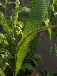 Image result for Setaria sulcata
