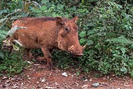 Maybe you would like to learn more about one of these? Keep Away Wild Boars A Success Story Nite Guard