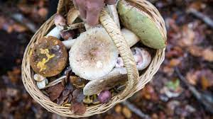 #deltavariante #lissabon #merkel #querdenken ,leute äußerste vorsicht ⚠️! Pilz Mafia Die Sammler Schiessen Wie Pilze Aus Dem Boden Gesellschaft Faz