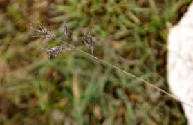 Image result for Eragrostis gangetica