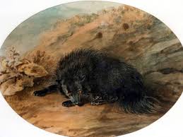 Check spelling or type a new query. The Fiendish Black Dog Of British Folklore Exemplore